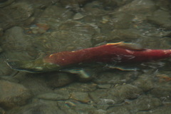 Oncorhynchus nerka