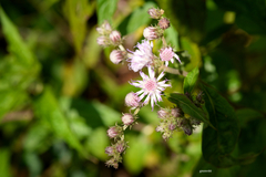 Cyrtocymura scorpioides