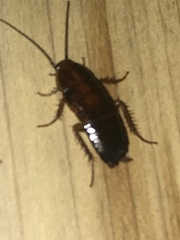 Parcoblatta pennsylvanica