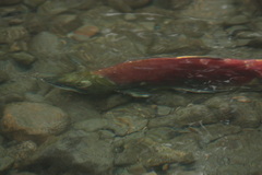 Oncorhynchus nerka