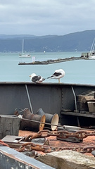 Larus dominicanus dominicanus