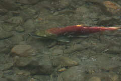 Oncorhynchus nerka
