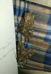 Mamestra brassicae