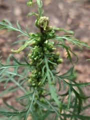 Artemisia biennis