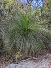 Xanthorrhoea