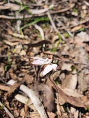 Caladenia fuscata