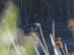 Anas crecca carolinensis