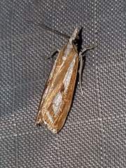 Catoptria latiradiellus