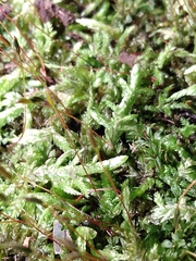 Entodon cladorrhizans