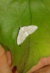 Idaea minuscularia