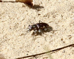 Cicindela scutellaris