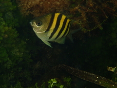 Abudefduf saxatilis