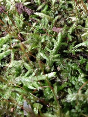 Entodon cladorrhizans