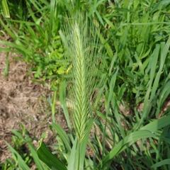 Hordeum murinum glaucum