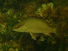Lutjanus griseus