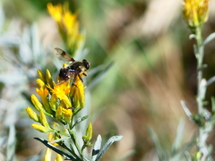 Sericomyia flagrans
