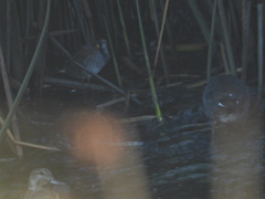 Anas crecca carolinensis