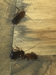 Parcoblatta pennsylvanica