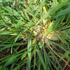 Hordeum murinum glaucum
