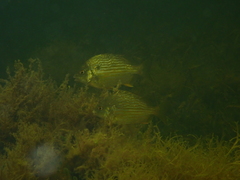 Archosargus rhomboidalis