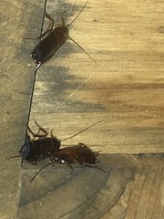 Parcoblatta pennsylvanica