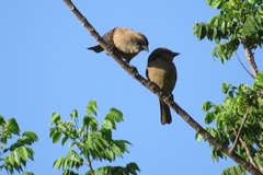 Agelaioides fringillarius