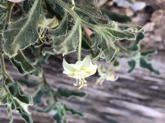 Chamaesaracha sordida