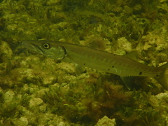Sphyraena barracuda