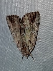 Catocala praeclara