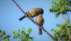 Agelaioides fringillarius