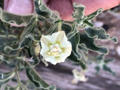 Chamaesaracha sordida