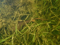 Ginglymostoma cirratum
