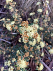 Phebalium squamulosum