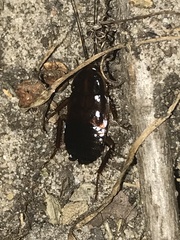 Parcoblatta pennsylvanica