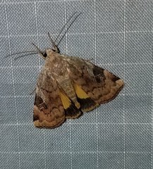 Cryptocala acadiensis