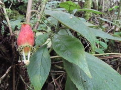 Kohleria affinis