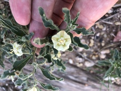 Chamaesaracha sordida