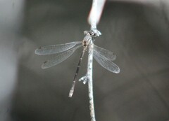 Lestes congener