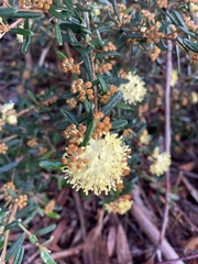 Phebalium squamulosum