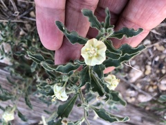 Chamaesaracha sordida