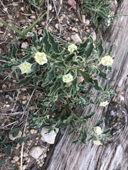 Chamaesaracha sordida