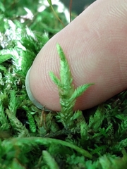 Entodon cladorrhizans