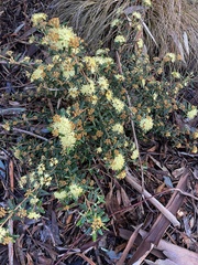 Phebalium squamulosum