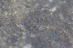 Hydropunctaria maura