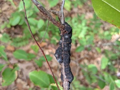 Trichothecium roseum