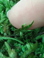 Entodon cladorrhizans