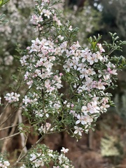 Cyanothamnus anemonifolius