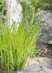 Carex macrochaeta