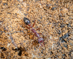 Myrmecia forficata