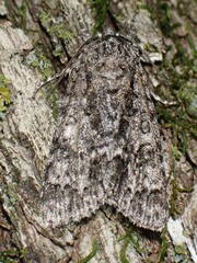 Acronicta impressa